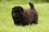 CHOW CHOW 567